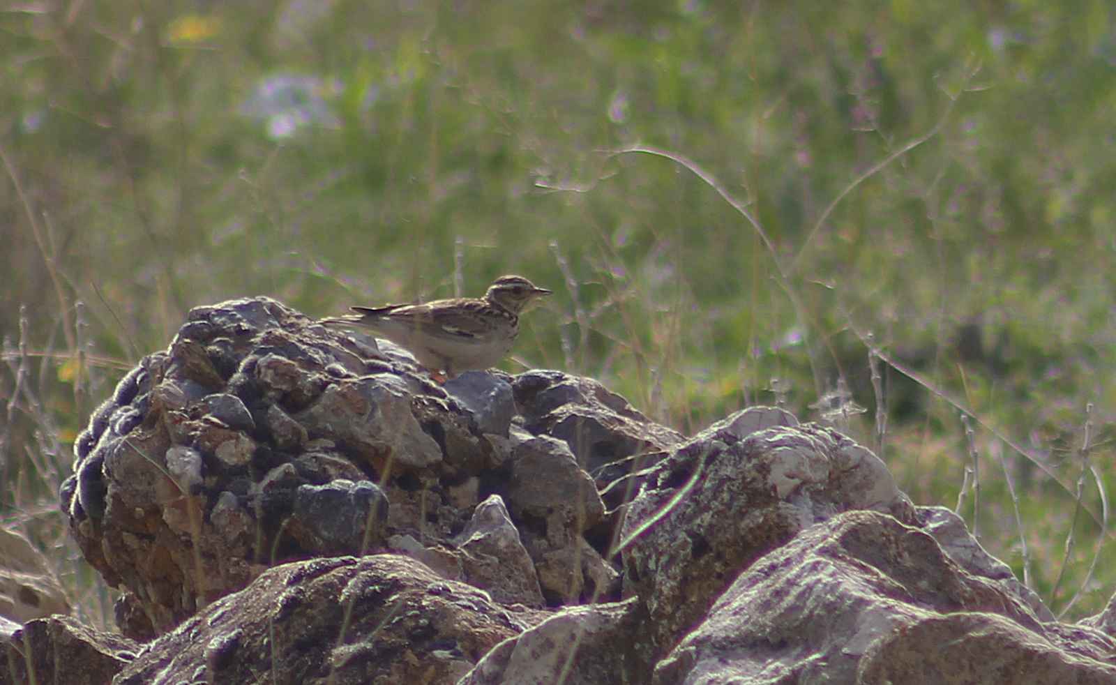 Wood Lark